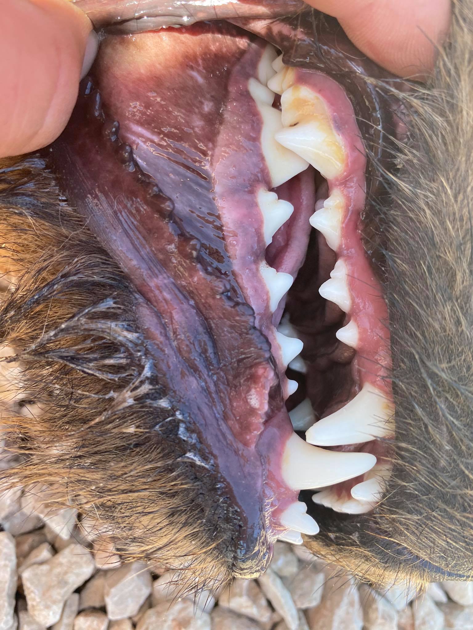 Roland (fka Emerson)